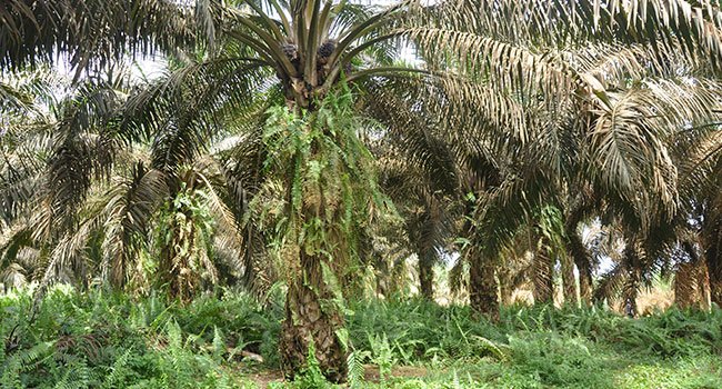 BRI Agro Masih Menargetkan Sektor Agribisnis