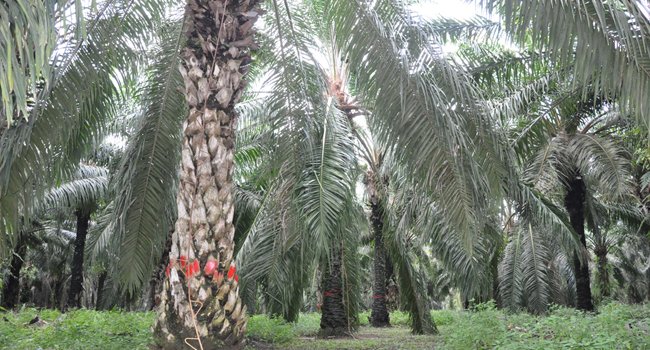 Museum Pertanian Resmi Dibuka