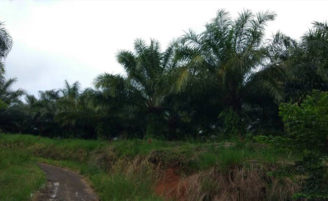 Nilai Tukar Pertanian Terus Meningkat