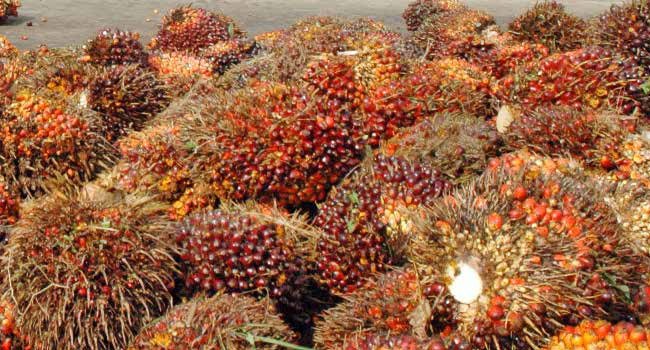 Pantau Harga TBS Sawit, Petani Usulkan Bentuk Satgas