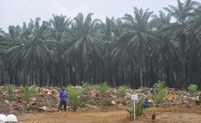 Sektor Perkebunan Jadi Tumpuan Bank BNI