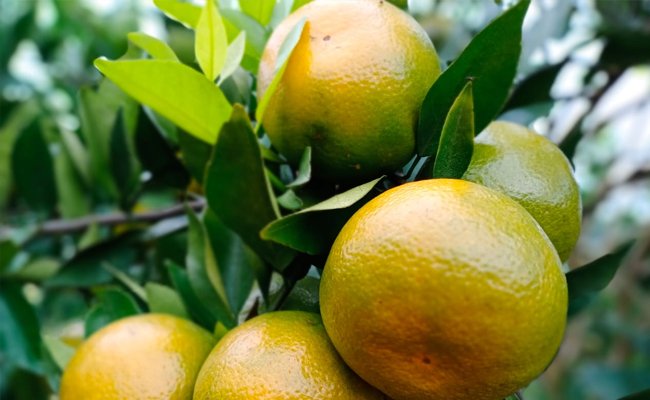 Buah Lokal Rajai Pasar di tengah Pandemi Covid-19