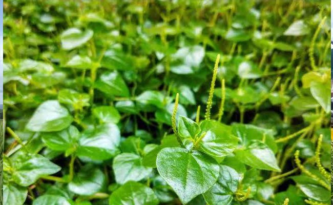 Developing the Medical Plants in this Nation