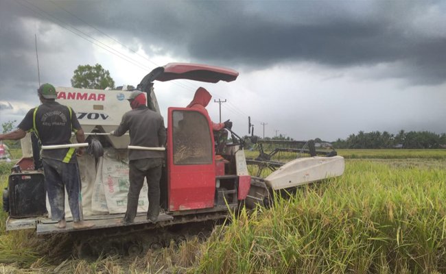 District of Semarang Would Have Paddy Harvest in April to May 2020