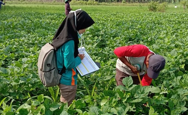 HKTI: Harusnya Anggaran Kementan Ditambah Bukan Dipotong