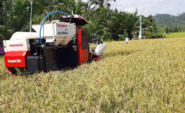 In the Pandemic of Covid-19, Bojonegoro Produced 416.812 tons of Paddy