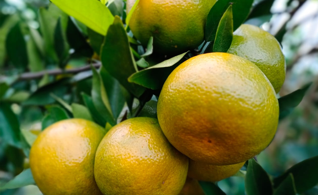 In the Pandemic of Covid-19, The Tangerine of Bengkulu was Sold Out