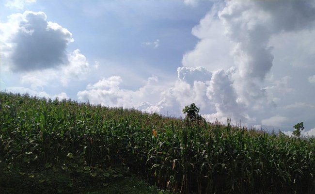 Kabupaten Bandung Panen Raya Hingga Mei 2020