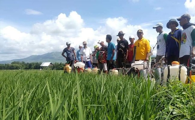 Keeping the Paddy Production, Tapanuli Tengah Could Control Bedbug