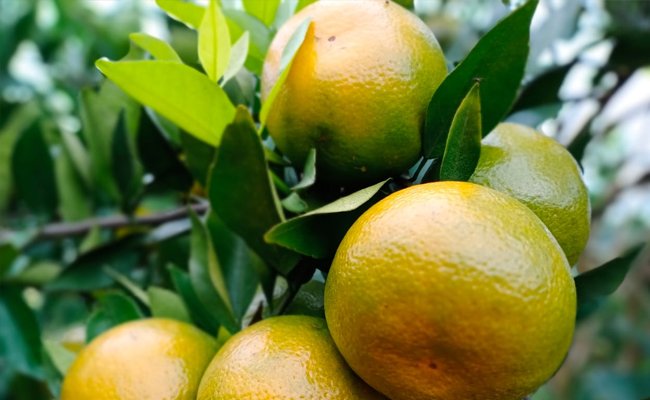 Kementan Genjot Padat Karya di Sektor Perkebunan untuk Kesejahteraan Petani Indonesia