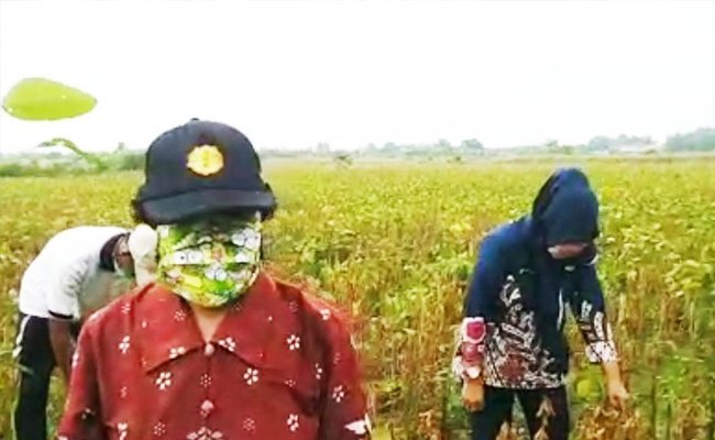 Kendal Maintains the Soybean Production in the Epidemic of Covid-19