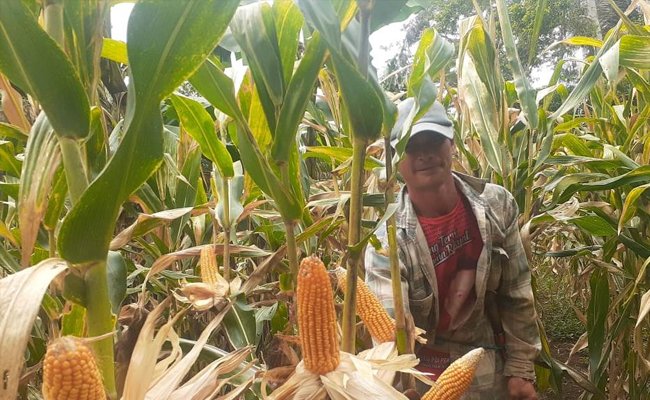 KUR Solusi Selamatkan Petani Jagung Dari Pengijon