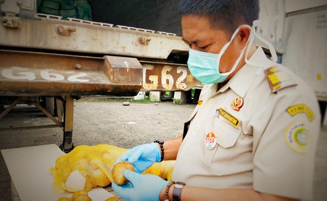 Meroket, Permintaan Ekspor Kentang asal Sumut