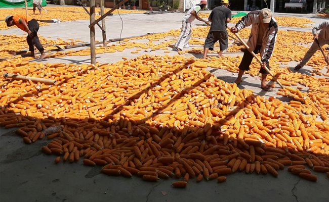Penangkar Benih Jagung Sulawesi Utara Dukung Gratieks Kementan