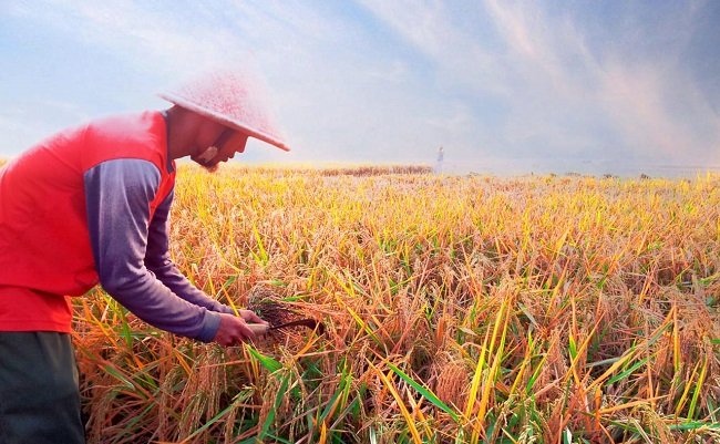 Petani Sumedang Panen Padi Hingga 12 Ton Per Hektare