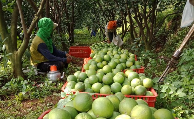 Petani Untung,  Panen Jeruk Baby Melimpah Langsung Diserap Pasar