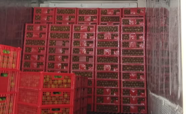 Produksi Komoditas Hortikultura Meningkat