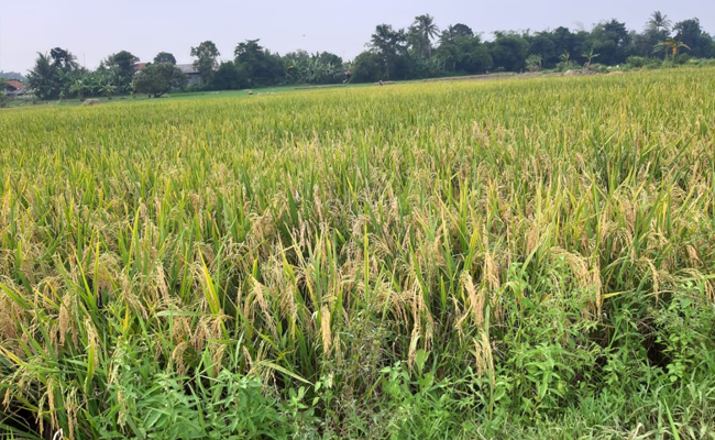 Rice Garden of Ministry of Agriculture Could Increase the Paddy Production