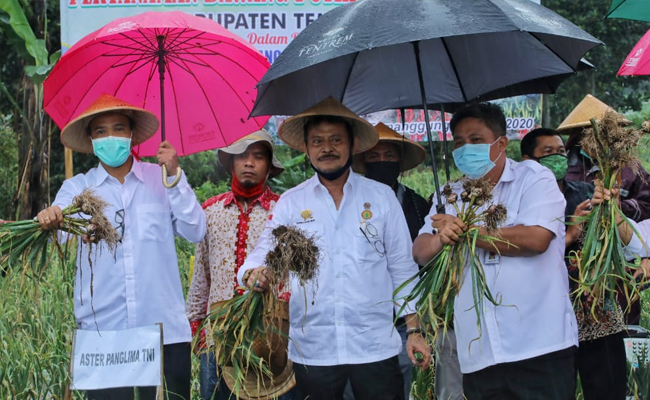 SYL Harvested Garlic in Temanggung; The Local Product is Better