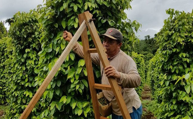 Tak Terpengaruh Pandemi Covid 19, Petani Luwu Timur Ekspor Lada ke Tiongkok