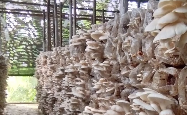The Mushroom Business Prospect in the Pandemic of Covid - 19