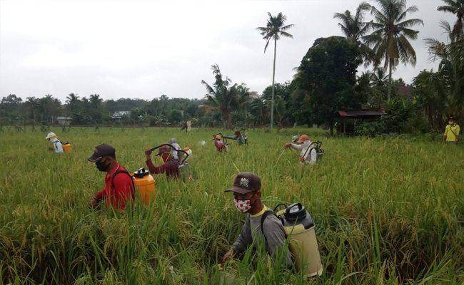 To Secure the Paddy Production, Musi Rawas Did Control to Armyworm