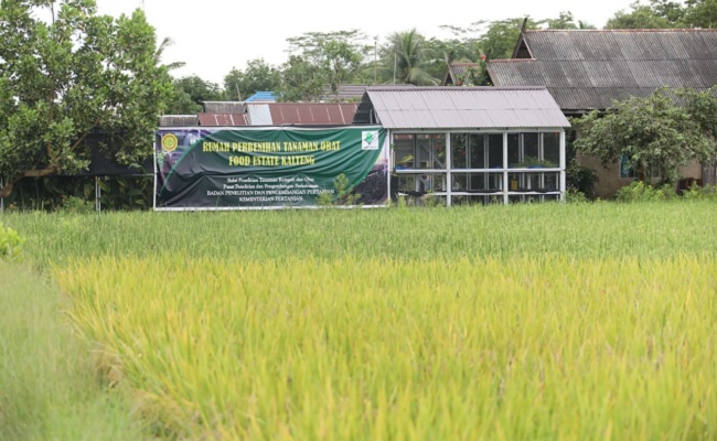 Indef: Food Estate Could be developing Fast