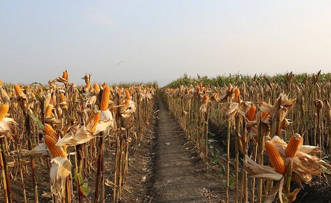 Redam Anomali Harga, Kementan Dorong Industri Pakan Ternak Serap Jagung Petani