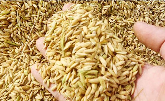 To Stabilize the Grain Price, Ministry of Agriculture Held The Meeting