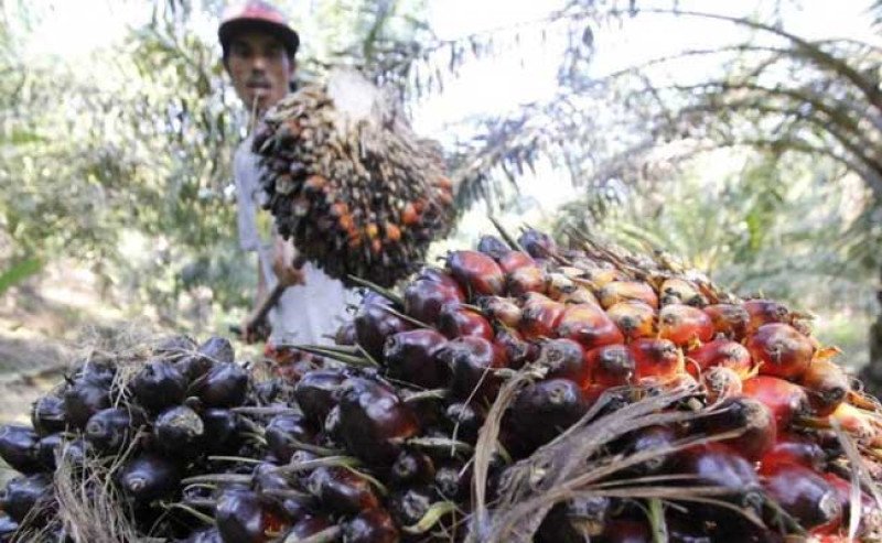 Harga TBS Sawit Kalimantan Tengah Naik di Periode II Maret 2025