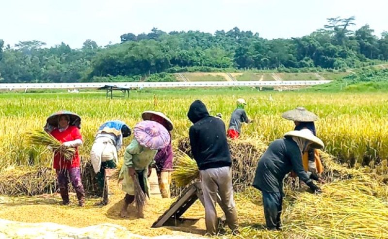 Produksi Gabah Meningkat, Petani Rayakan Panen dengan Syukur