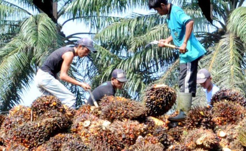 Harga TBS Sawit Jambi Turun Rp 4,27/Kg di Periode 25 April- 1 Mei 2025