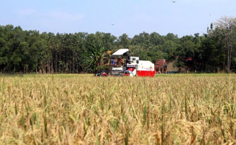 Panen Kuningan Perkuat Stok Beras di Tengah Ancaman El Nino