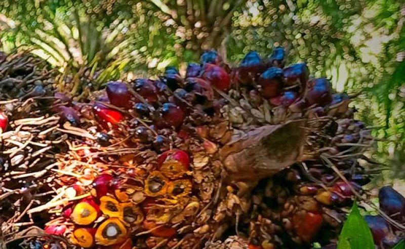 Harga TBS Sawit Sumut Tembus Rp 4.065/Kg di Periode 1–7 April 2026