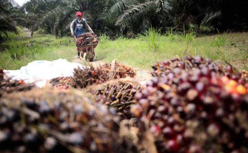 Harga TBS Kalteng Periode II-Maret 2026 Naik, Usia 10–20 Tahun Capai Rp3.773/Kg