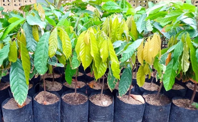 Pemkab Lima Puluh Kota Tancap Gas Revitalisasi Kakao, Targetkan 2 Juta Bibit Hibrida pada 2026