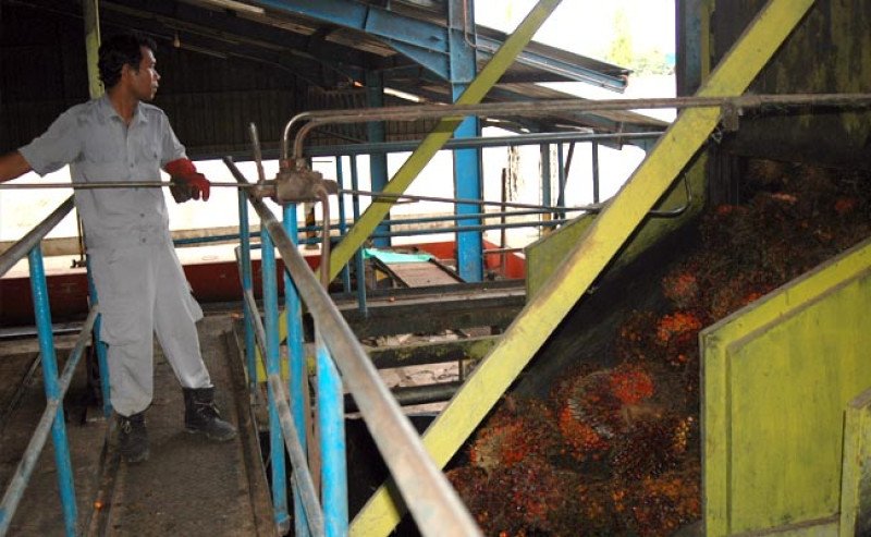 Harga TBS Sawit Jambi Periode 17–23 April 2026 Turun ke Rp3.958/Kg