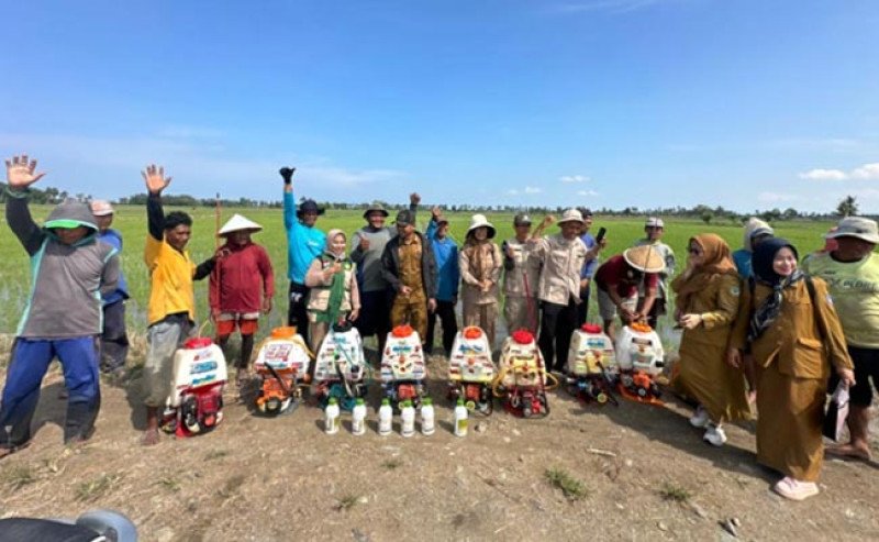 Kementan Percepat Pengendalian Hama Padi di Pinrang, Ribuan Hektare Sawah Terselamatkan