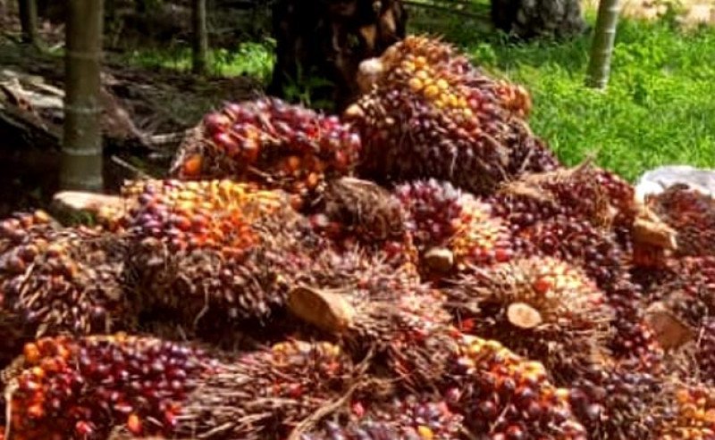 Harga TBS Sawit Kalteng Naik, Periode I April Capai Rp3.897/Kg