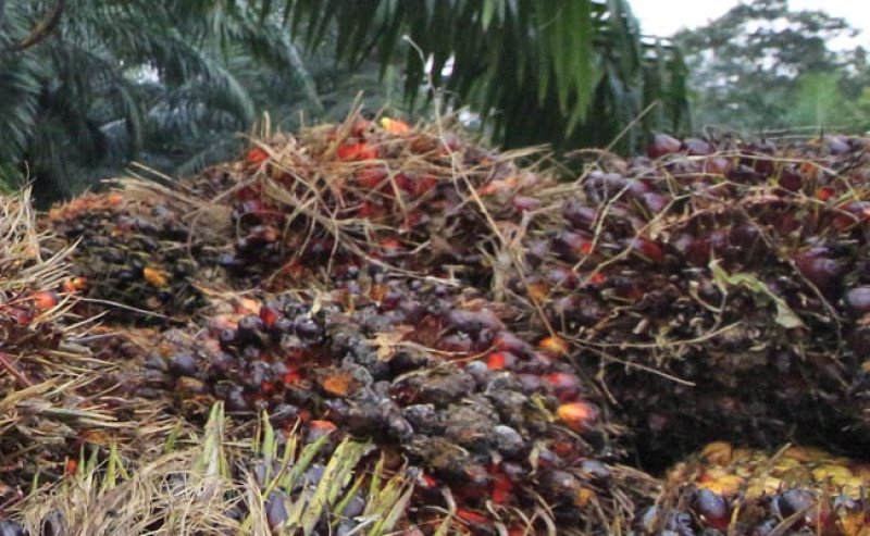 Harga TBS Sawit Jambi Periode 24-30 April 2026 Turun, Tertinggi Rp 3.894,43/Kg