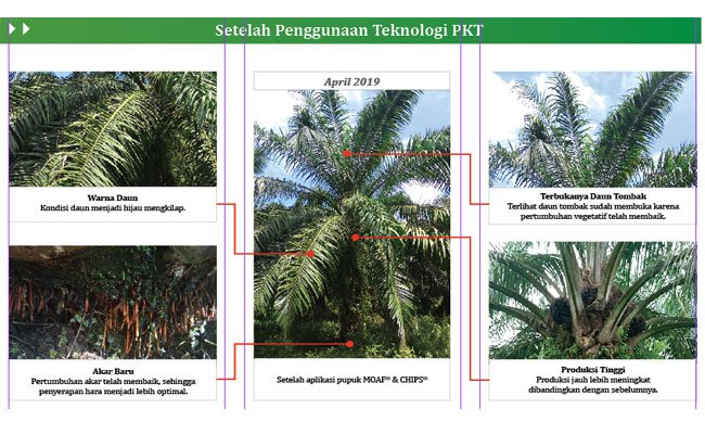 Hadapi Ketidakpastian Harga Sawit, Teknologi PKT Solusinya