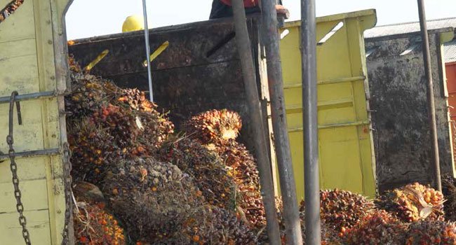 Harga TBS Sawit Kalbar Periode II - Juli 2019 Turun Rp 44,31/Kg