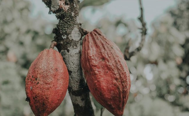 Peluang Kakao Indonesia Rambah Pasar Uni Eropa