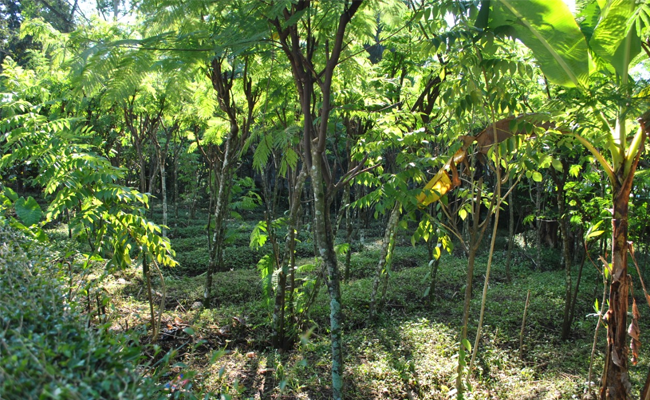 Bangkitkan Kembali Emas Hijau dari Salatiga