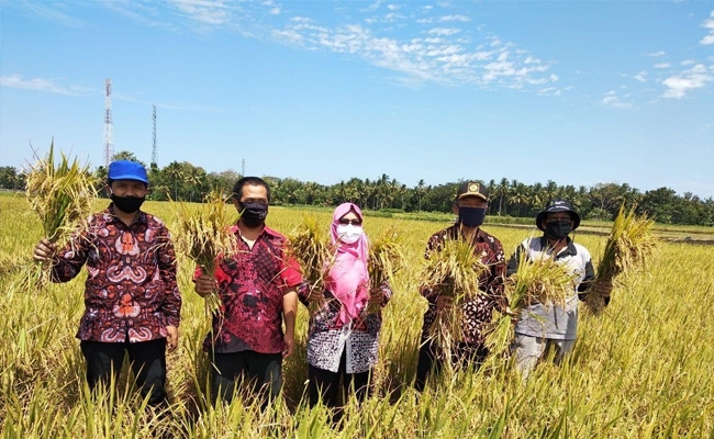 Kementan Berhasil Kembangkan Korporasi Benih Padi IR - Nutri Zinc untuk Cegah Stunting
