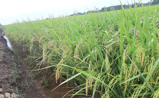 KTNA : The Agriculture Could be the Savior of The Economy