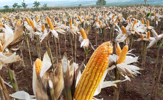 Produce Low Aflatoxin Corn, The Corn Farmers in NTB Are Ready to Fulfill the Food Industries and to Export