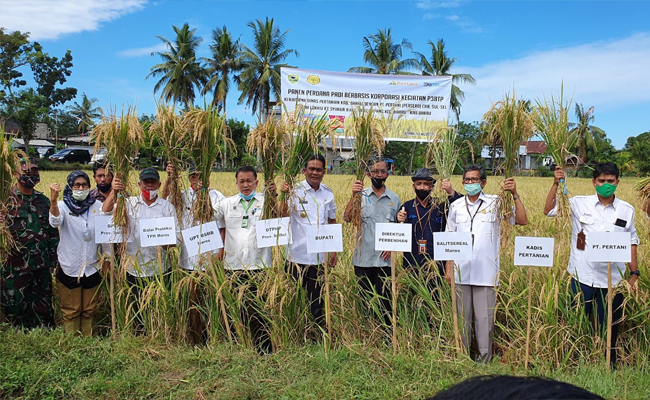 The Reality, Regent of Barru Did Harvest in Paddy Seed Corporate Region