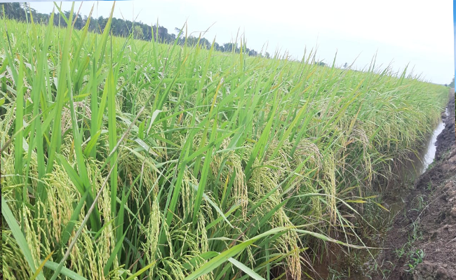 This Period, The Exports Significantly Increased