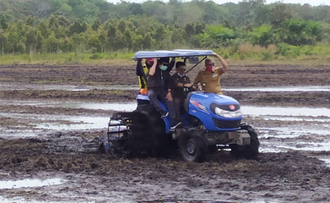 To Have the Better Food Production Nationally, SYL Planted Paddy in South Bangka
